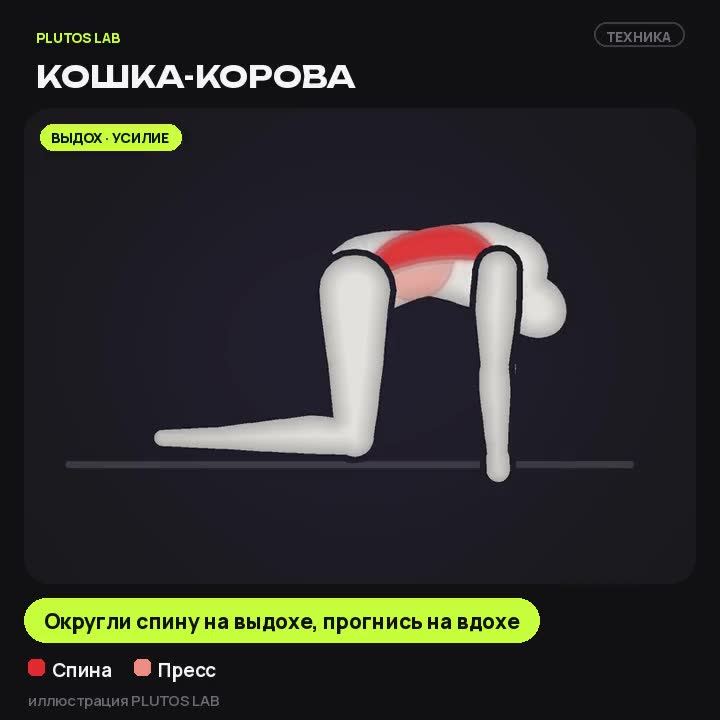 Кошка-корова
