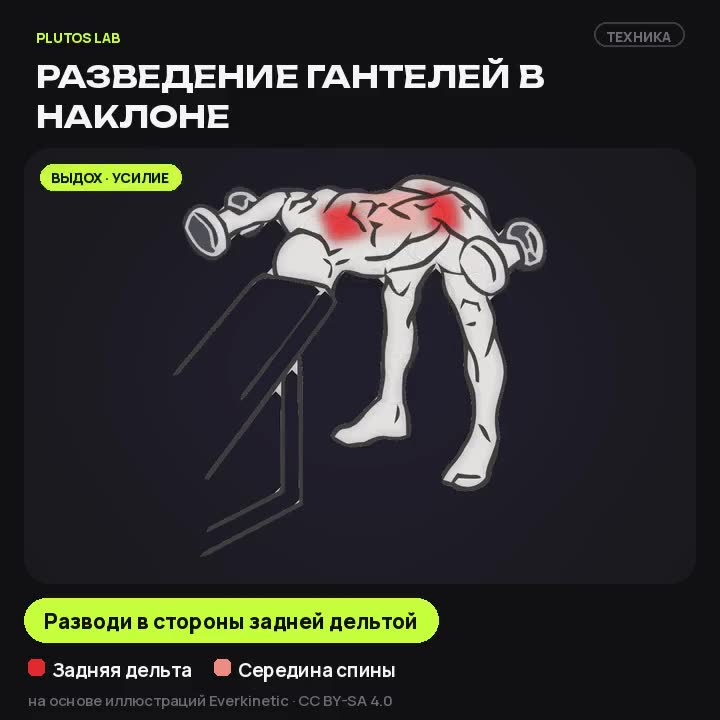 Разведение гантелей в наклоне